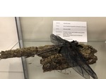 Gray Petaltail Dragonfly (Tachopteryx thoreyi)